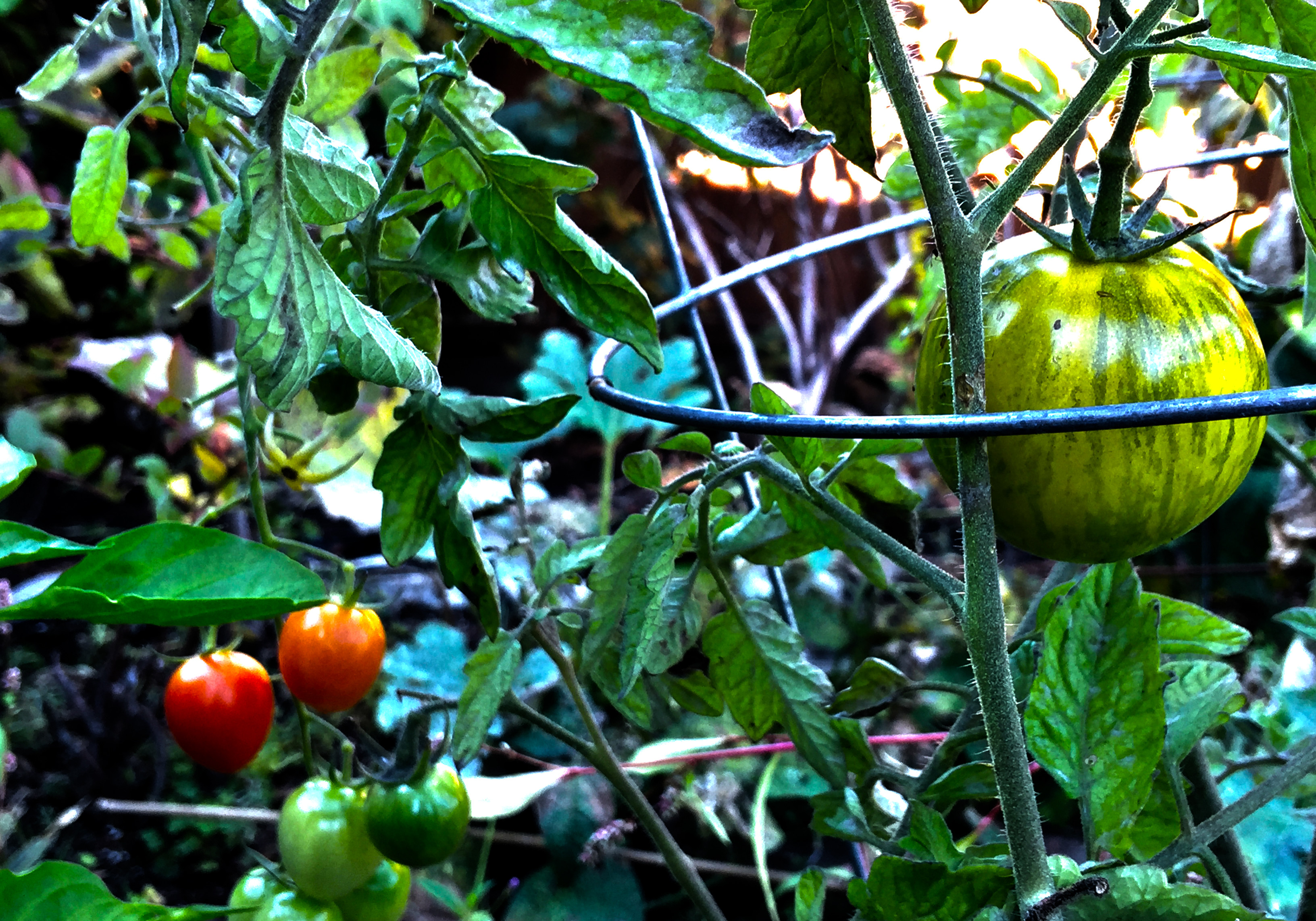 Daycare Nutrition - Garden